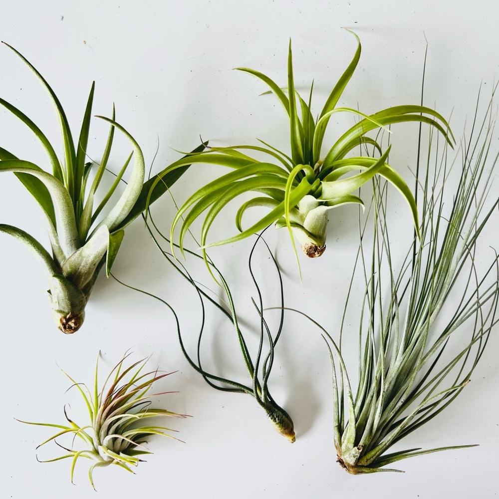 Air Plant bundle 5 Tillandsia Air Plants- nice home decor!